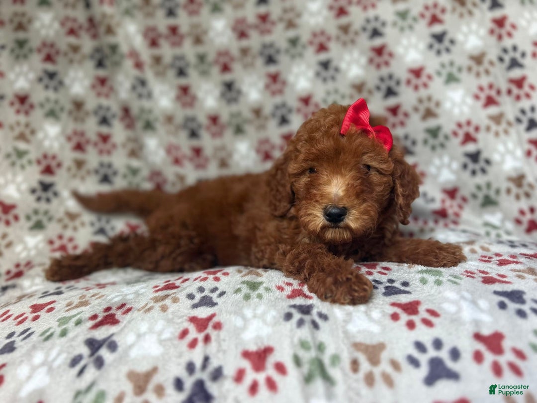 Mini Goldendoodle dogs for sale: Rain - Image 5