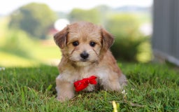 Morkie dogs for sale: Kelvin - Image 3