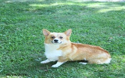Welsh Corgi Pembroke dogs for sale: Megan - Image 6