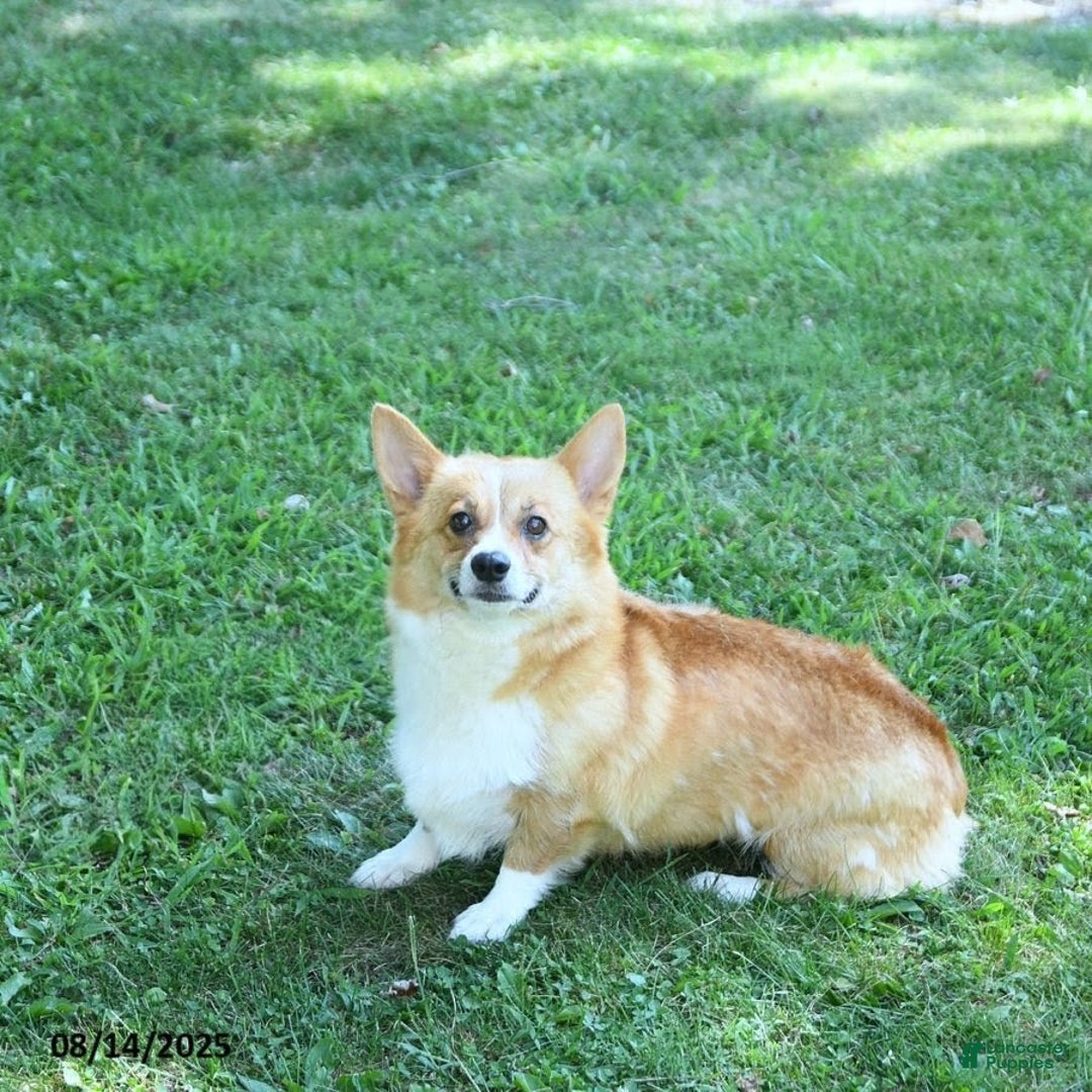 Welsh Corgi Pembroke dogs for sale: Megan - Image 6