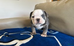 English Bulldog dogs for sale: Jax - Image 4