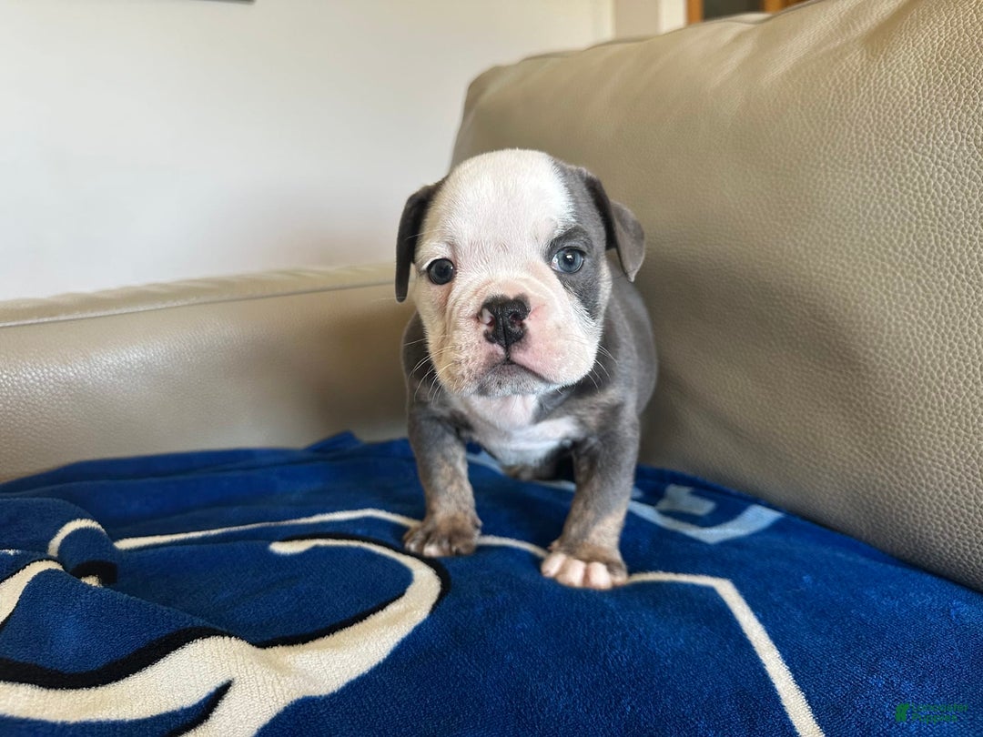 English Bulldog dogs for sale: Jax - Image 4