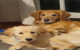 Golden Retriever dogs for sale: Bella - Image 7