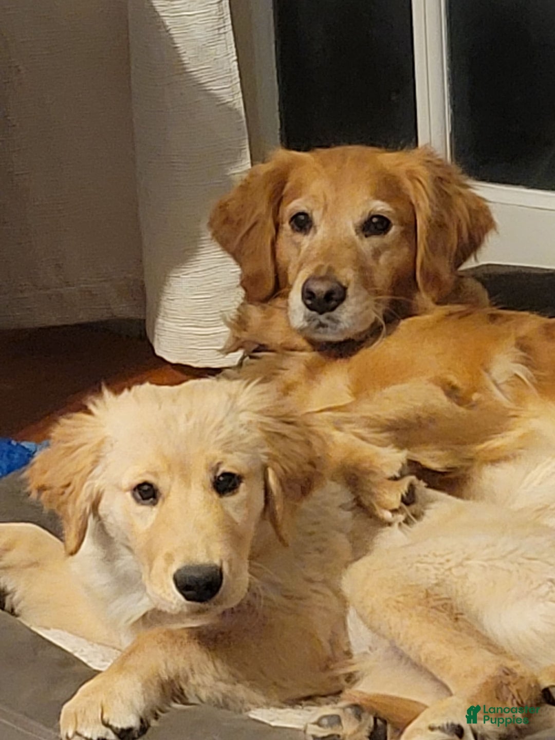 Golden Retriever dogs for sale: Bella - Image 7