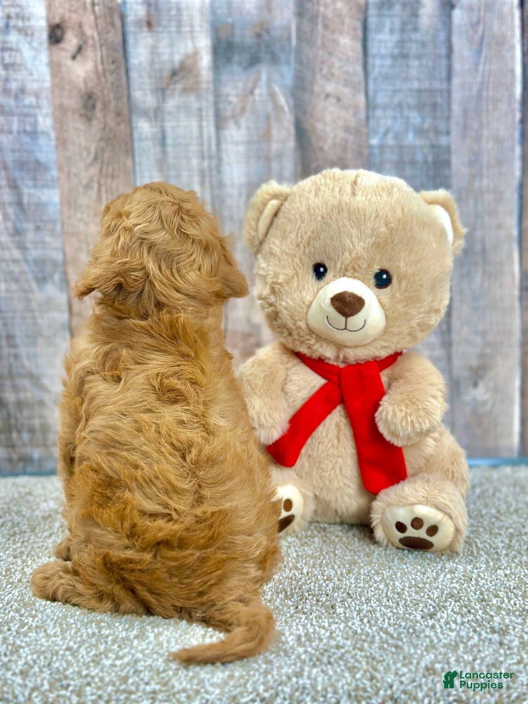 Cavapoo dogs for sale: Baxter - Image 2