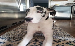 Great Dane dogs for sale: ATLAS - Image 5