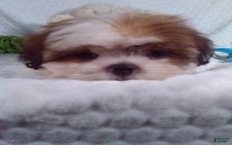 Shih Tzu dogs for sale: Baby - Image 14