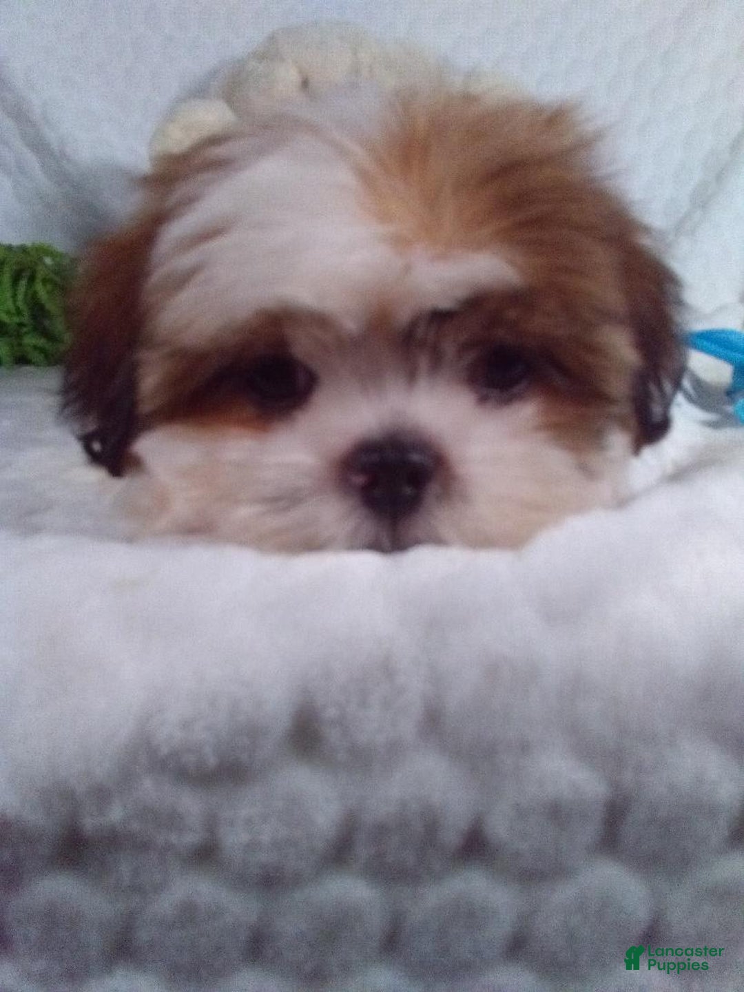 Shih Tzu dogs for sale: Baby - Image 14