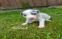 Border Collie dogs for sale: Scout - Image 2
