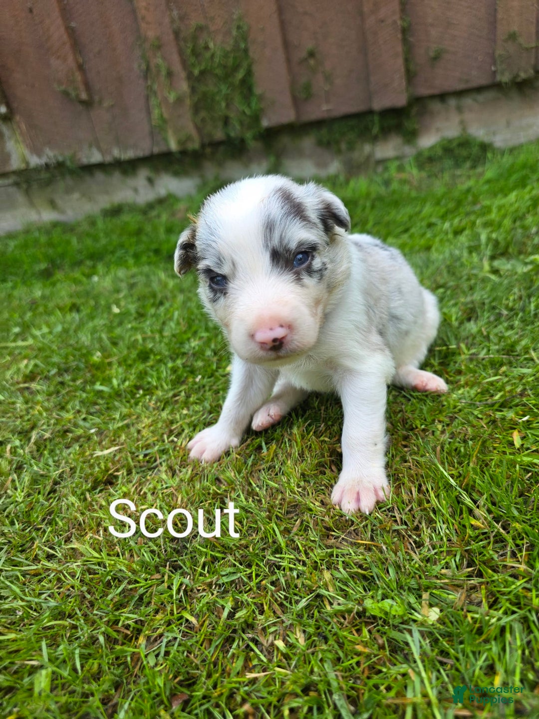 Border Collie dogs for sale: Scout - Image 2