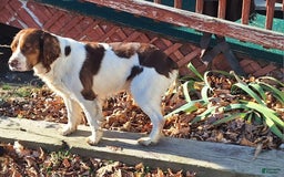 English Springer Spaniel dogs for sale: Bernie - Image 5