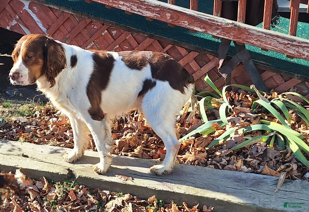 English Springer Spaniel dogs for sale: Bernie - Image 5