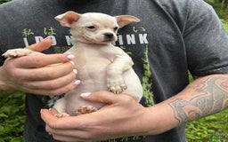 Chihuahua dogs for sale: Bianca - Image 3