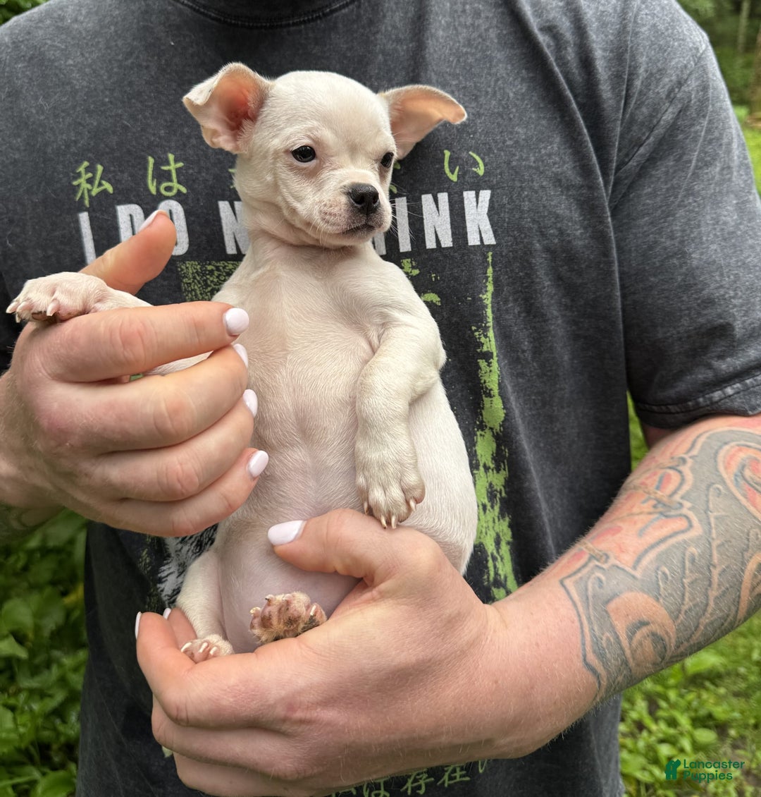 Chihuahua dogs for sale: Bianca - Image 3