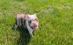 Frenchton dogs for sale: Noelle - Image 4