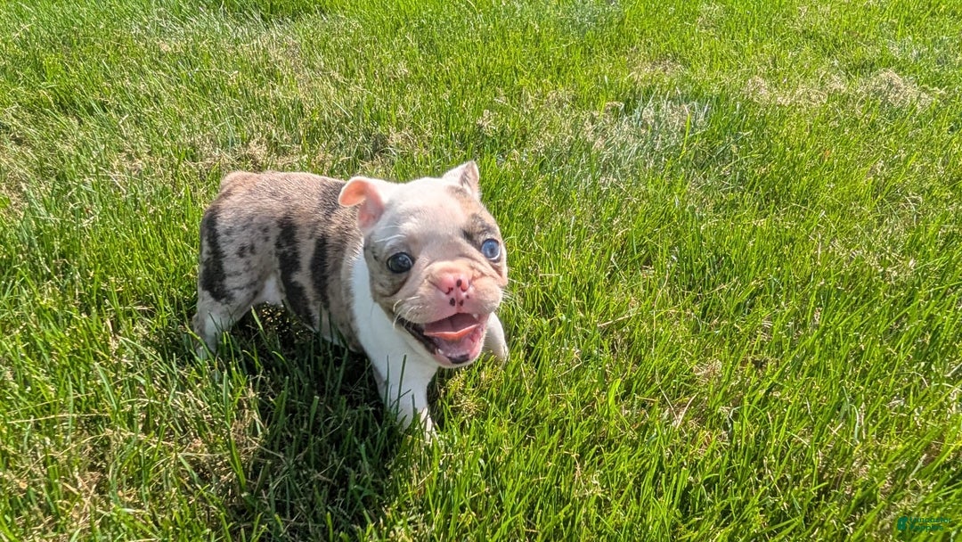 Frenchton dogs for sale: Noelle - Image 4
