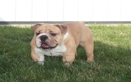 Beabull dogs for sale: Chase - Image 11