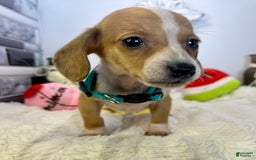 Miniature Dachshund dogs for sale: Jesse - Image 10