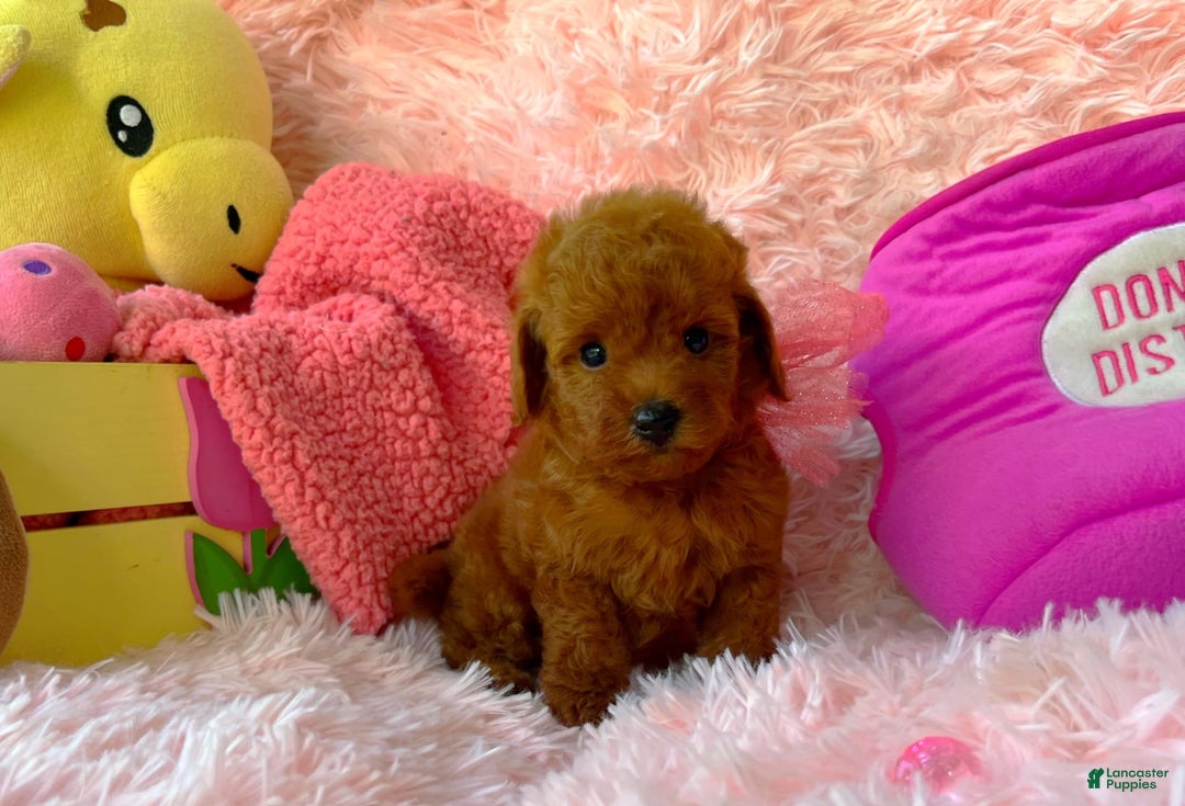 Toy Poodle dogs for sale: Rose - Image 5