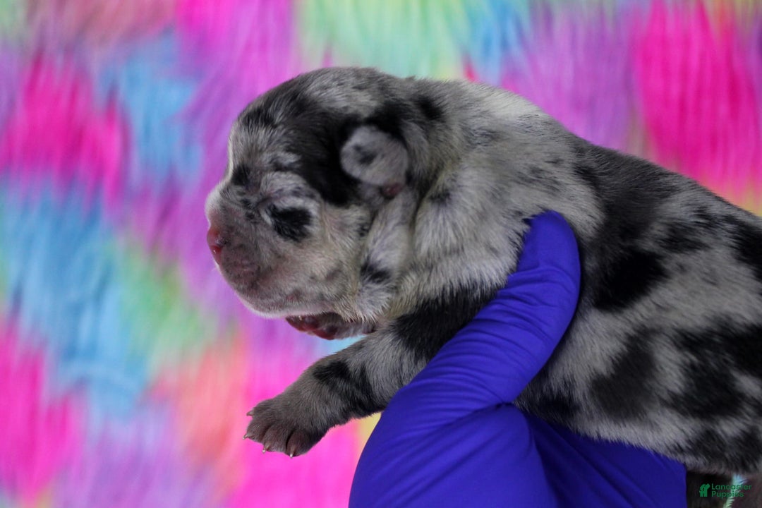 American Bully dogs for sale: Black Merle Female - Image 3