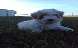 Toy Poodle dogs for sale: Chloe - Image 1