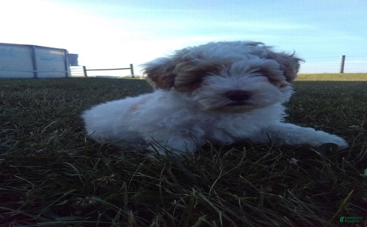 Toy Poodle dogs for sale - Ad 1