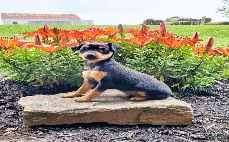 Miniature Pinscher dogs for sale - Ad 2