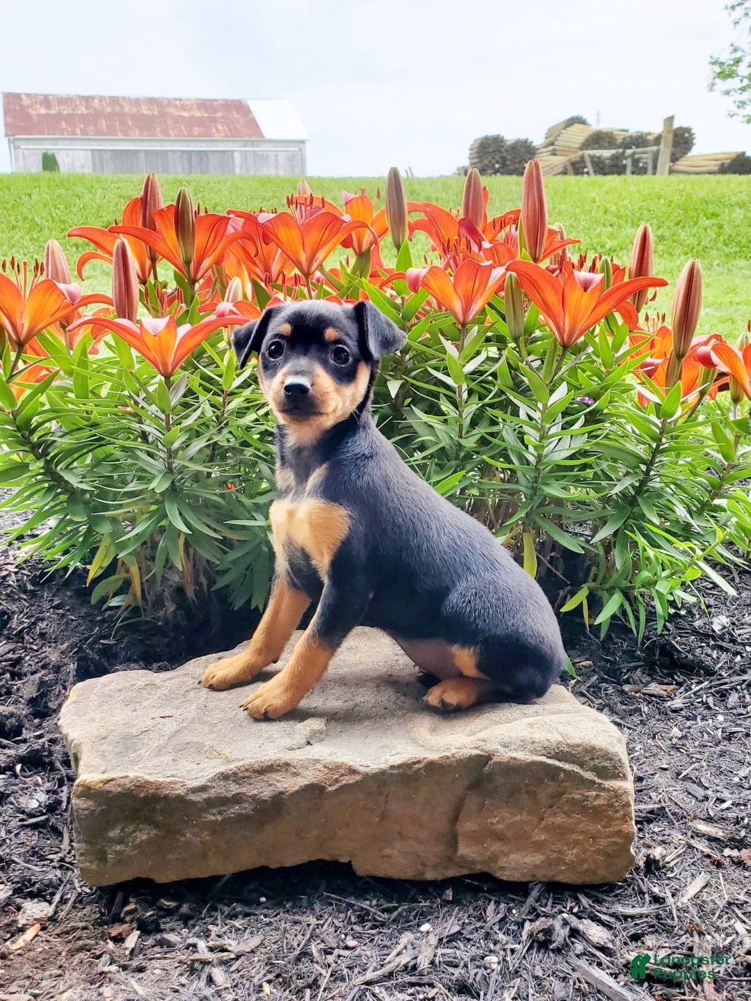 Miniature Pinscher dogs for sale: Rosie - Image 1