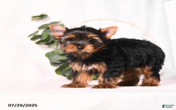 Yorkshire Terrier dogs for sale: Zade - Image 2