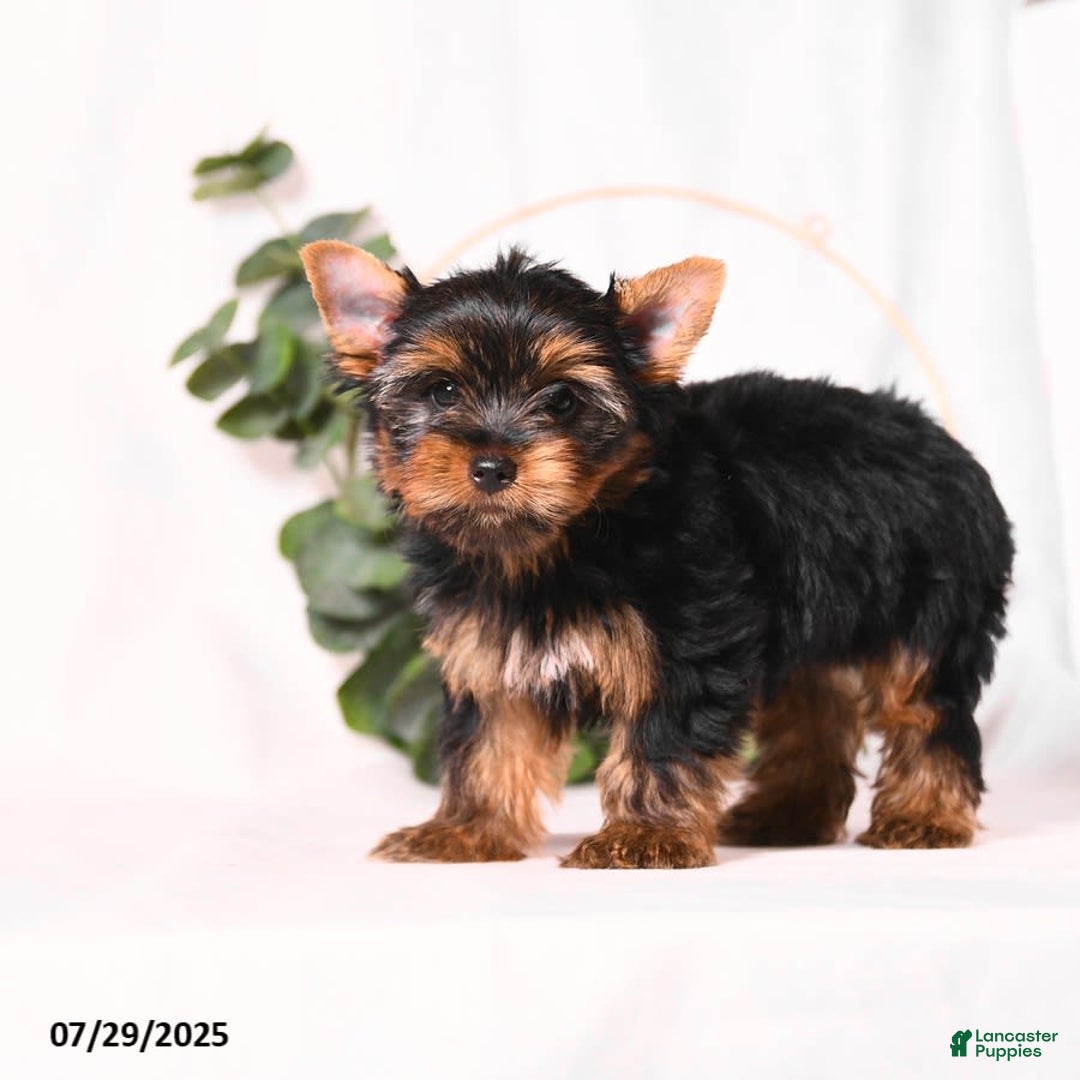 Yorkshire Terrier dogs for sale: Zade - Image 2