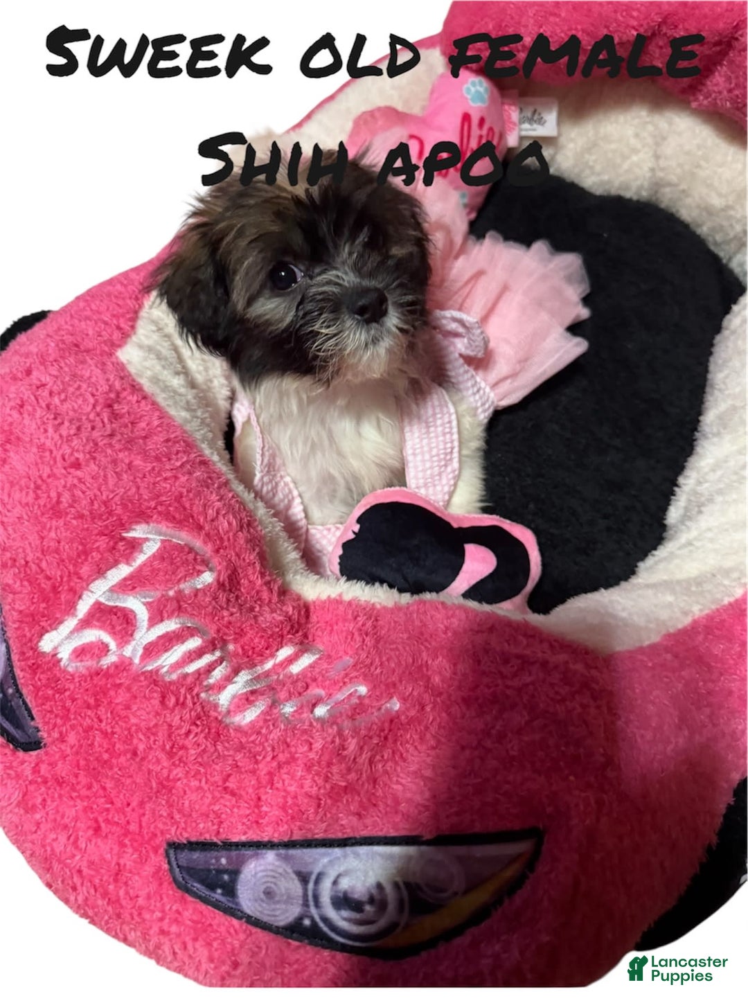 Shihpoo dogs for sale: Sweet - Image 1