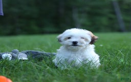 Shihpoo dogs for sale: Sophie - Image 21
