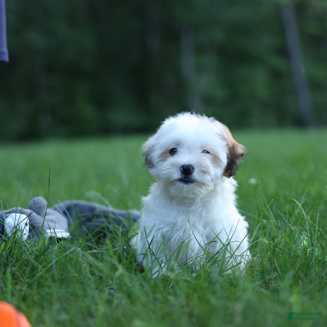 Shihpoo dogs for sale: Sophie - Image 21