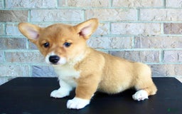 Welsh Corgi Pembroke dogs for sale: Welsh Corgi (Pembroke) 5 puppies - Image 6