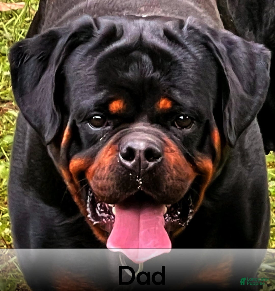 Rottweiler dogs for sale: Lightining - Listing for pets: Hunter, Lightining, Elliot, Diesel - Image 10