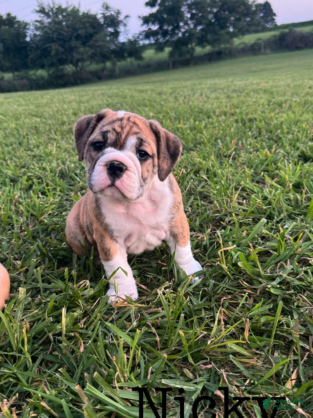 English Bulldog dogs for sale: Nicky - Image 1