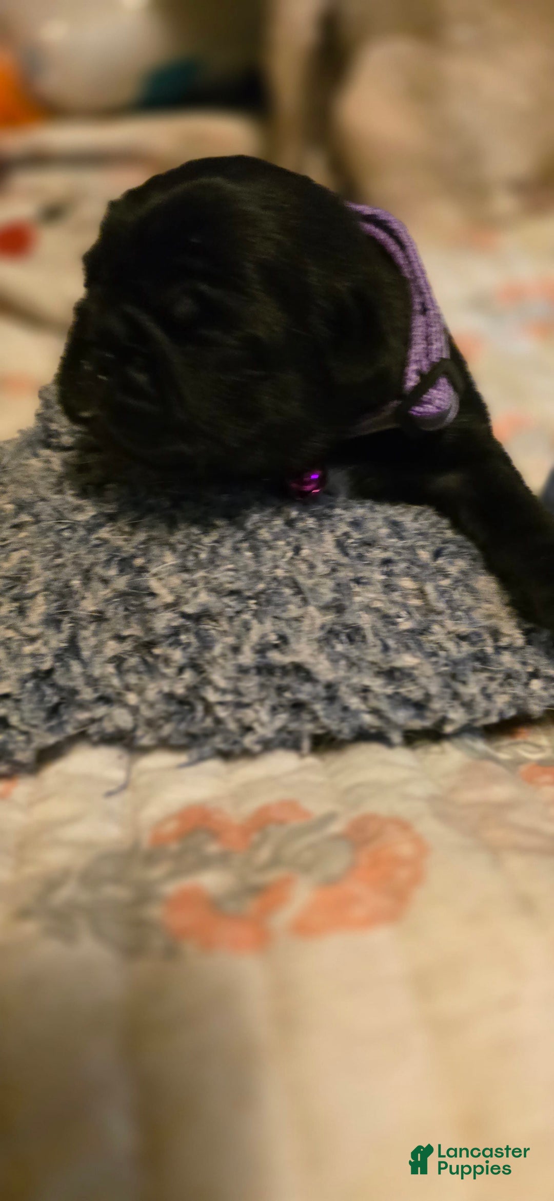 Pug dogs for sale: David Lee - Image 10