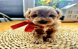 Maltipoo dogs for sale: Nexxy - Image 4