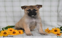 German Shepherd dogs for sale: Karlos - Image 5
