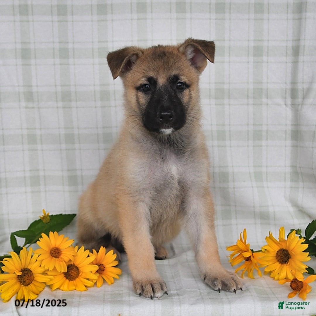 German Shepherd dogs for sale: Karlos - Image 5