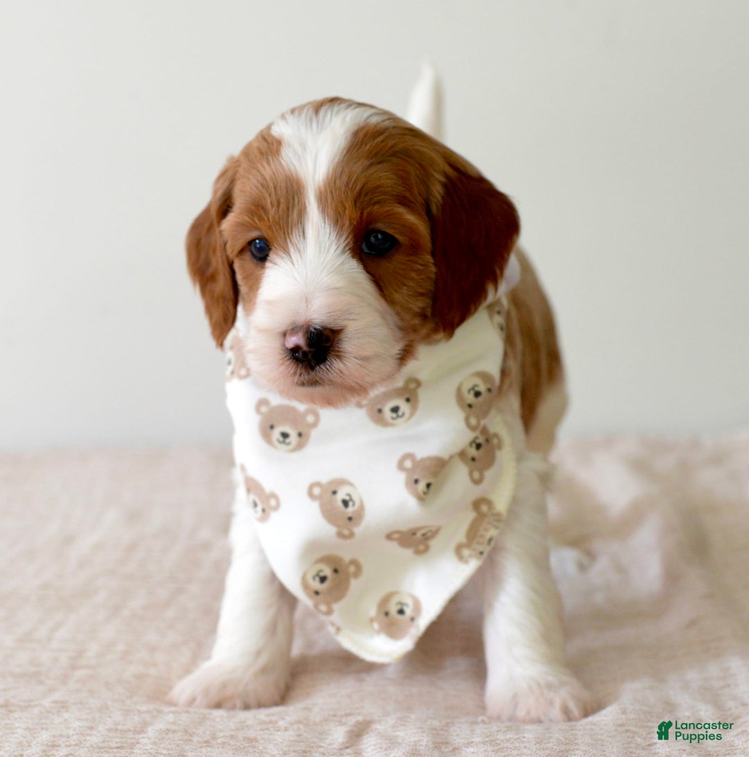Mini Goldendoodle dogs for sale: Dallas - Image 4