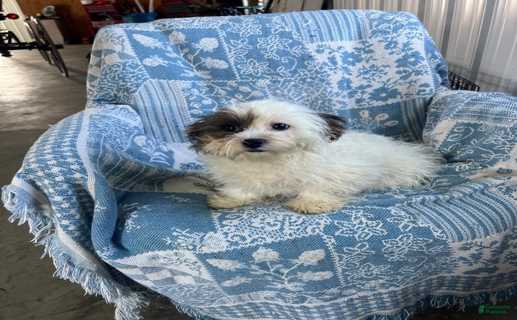 Teddy Bear dogs for sale - Ad 1