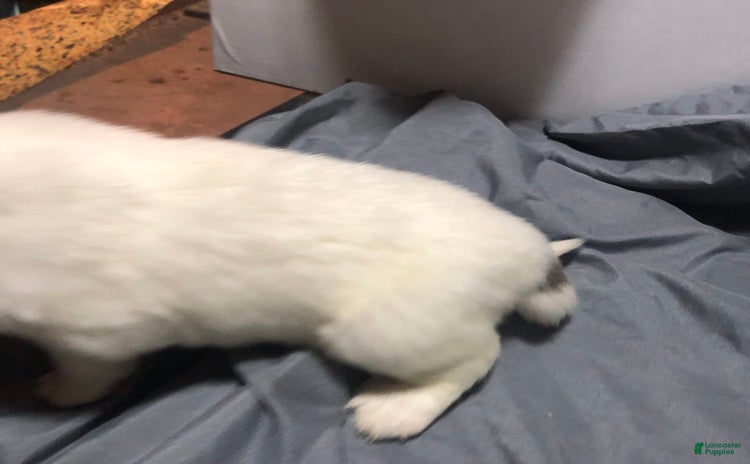 Great Pyrenees dogs for sale - Ad 2