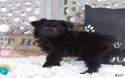 Pomapoo dogs for sale: Knight - Image 2