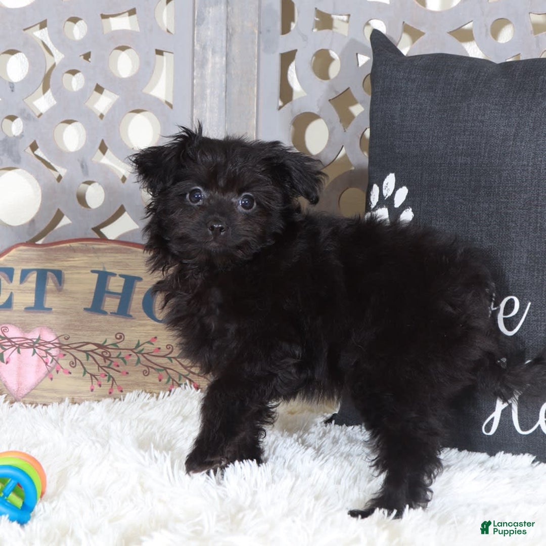 Pomapoo dogs for sale: Knight - Image 2