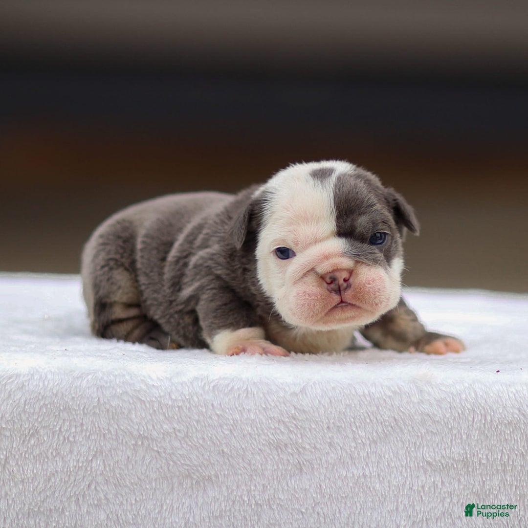 English Bulldog dogs for sale: Toby - Image 1