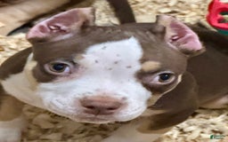 American Bully dogs for sale: Rose - Image 4
