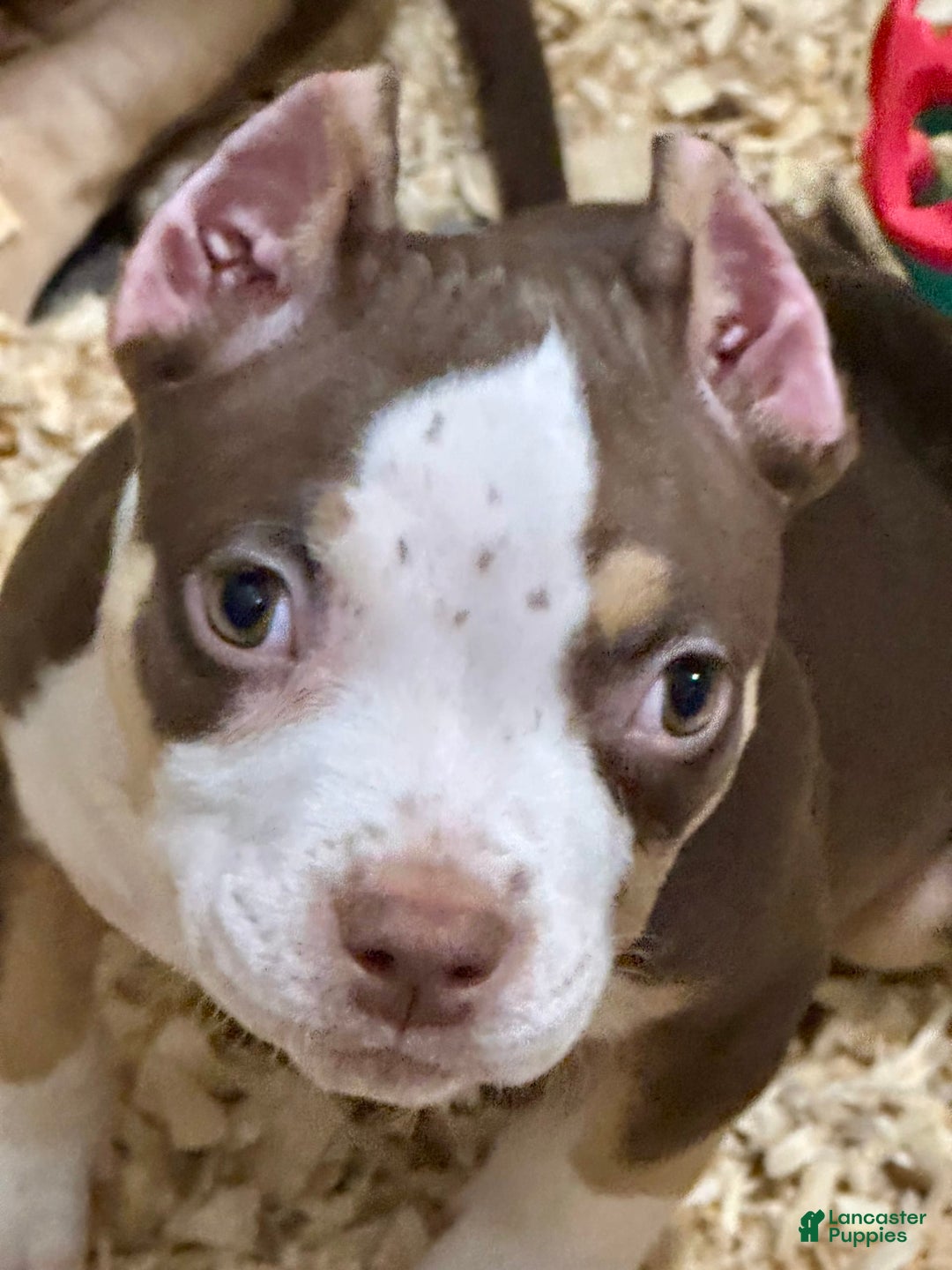 American Bully dogs for sale: Rose - Image 4