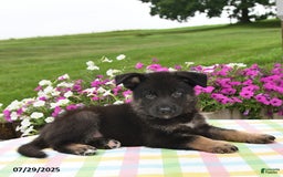 German Shepherd dogs for sale: Cletus - Image 1