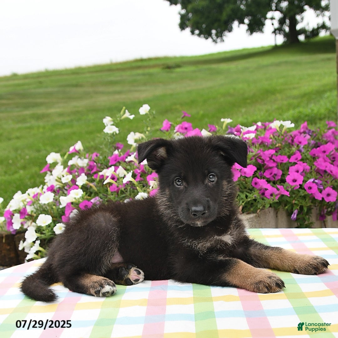 German Shepherd dogs for sale: Cletus - Image 1